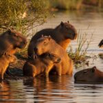 Capybaras in the Wild: Habitats, Behavior, and Social Structures