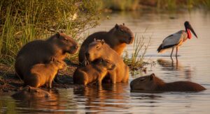 Capybaras